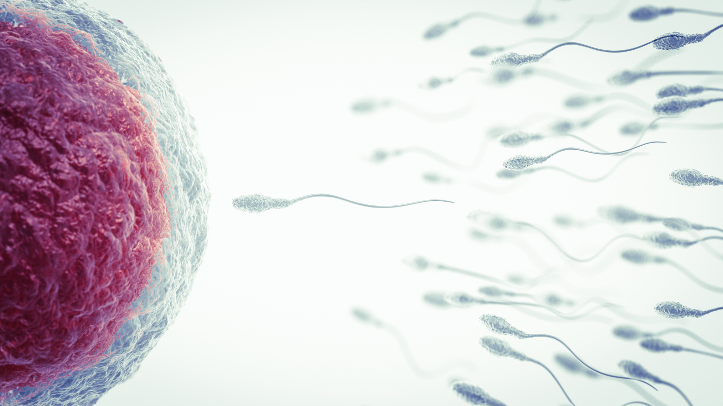 Ihre Facharztpraxis für Vasektomie – Unterbindung des Mannes: Urologie Frauenfeld / Dr. med. Anja Sauck – Telefon 052 721 39 46